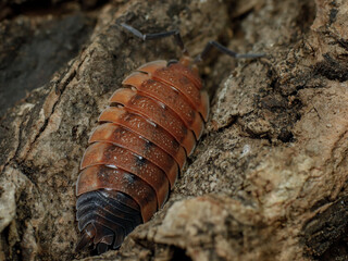porcellio scaber lava isopod
