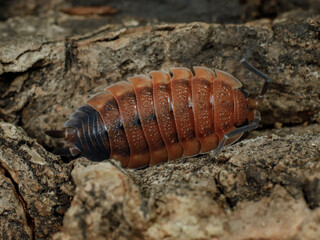 porcellio scaber lava isopod