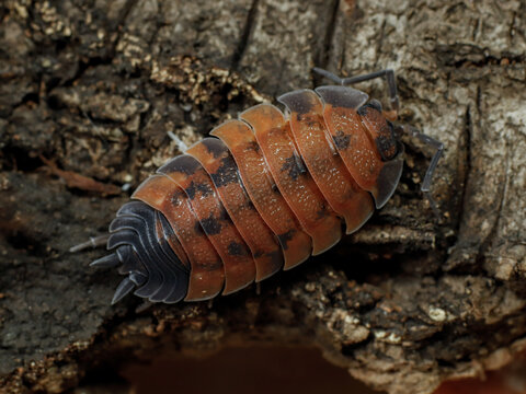porcellio scaber lava isopod