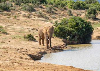 Fototapeta na wymiar Elefant am Wasserloch in der Wildnis und Savannenlandschaft von Afrika