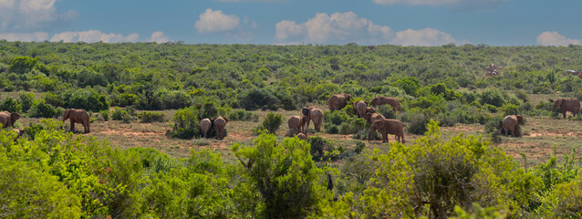 Elefantenherde in der Wildnis und Savannenlandschaft von Afrika