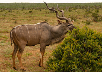 Großer Strepsiceros Kudu Bock in der Wildnis und Savannenlandschaft von Afrika