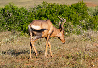 Südafrikanische Kuhantilope in der Wildnis und Savannenlandschaft von Afrika