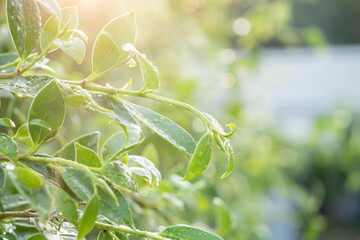 Raindrops on green plant leaves and sunlight