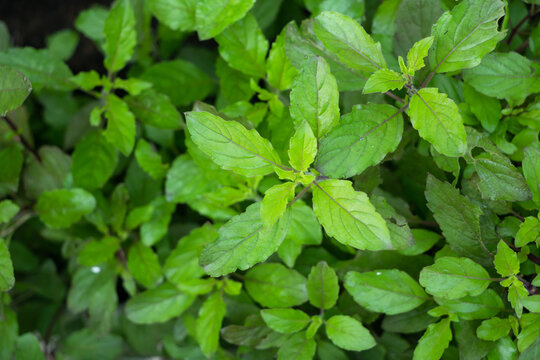 Top view fresh organic holy basil leaves