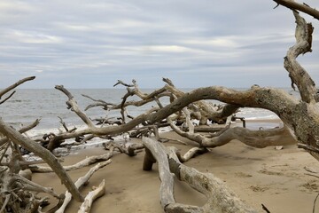 Fragments of driftwood on the sandy beach  - obrazy, fototapety, plakaty