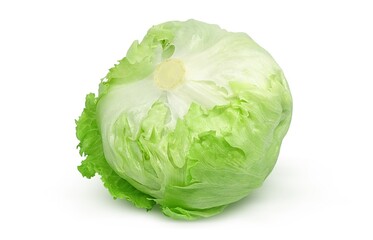 レタス イラスト リアル