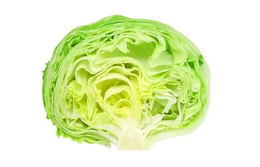 レタス イラスト リアル