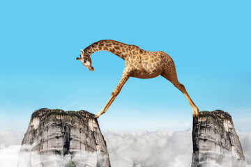 Concept of giraffe with long legs step over two rocks