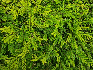 green leaves background