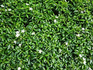 The background image of leaves and tiny white flowers