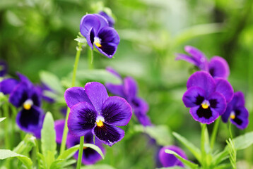 Closeup of colorful pansy flower in the garden. Selective focus.