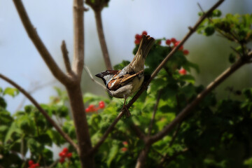 A sparrow on a crimson branch among the greenery 