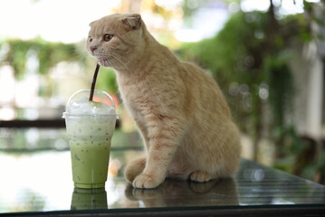 A cat is drinking iced matcha green tea in a glass on a table in a cafe.
