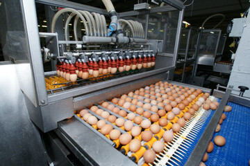 Russia. Saint-Petersburg. Production and sorting of eggs at a poultry farm.