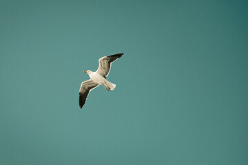 Bird in flight, seagull flying in the sky, moody, film grain added, teal tinted, copy space