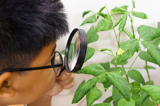 Close up of Asian boy hold magnifying glass and look at mung bean pod he grow and take care with inquisitive. Learning and explore concept.