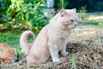 A cat was pooping in the backyard on a haystack. with a serious attitude and funny face.