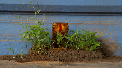 A perspective god with small plants