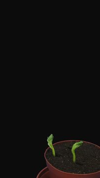 Time lapse of growing bean Karmazyn (Vicia faba) seeds with ALPHA transparency channel isolated on black background, vertical orientation