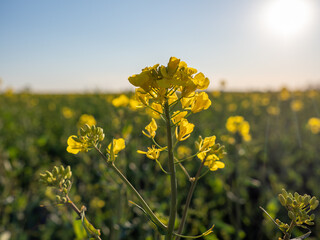 Obraz premium OLYMPUS DIGITAL CAMERA