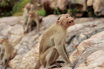 Monkey trying to warn his mates around it