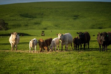 sustainable carbon neutral farming being practiced. regenerative raised cows in a field. agricultural technology innovation. 
