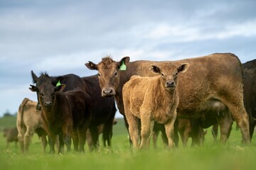 livestock in a meadow, sustainable carbon neutral farming being practiced. regenerative raised cows in a field. agricultural technology innovation. 