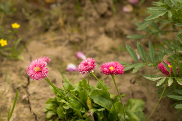 Fototapeta premium Daisies in the garden. Flower in nature