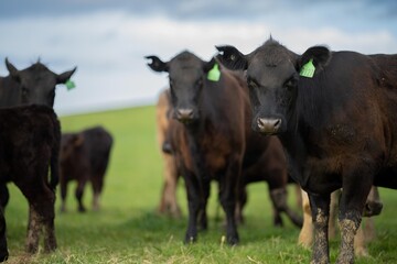 Regenerative agriculture cows in the field, grazing on grass and pasture in Australia, on a farming ranch. Cattle eating hay and silage. breeds include speckle park, Murray grey, angus, wagyu, dairy.