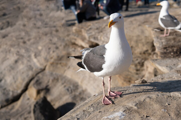 White-headed herring gull seabird standing on rocks