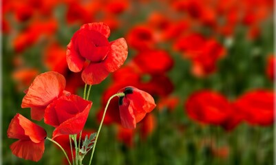 Beautiful field of red poppies, The Beautiful nature