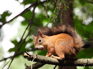 Naklejka na ściany i meble The red squirrel (Sciurus vulgaris)