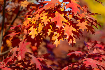 orange oak leaves on branch. natural autumn background