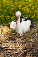 Weissstorch, Storch, Ciconia ciconia