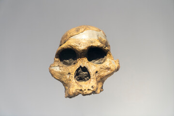 Obraz premium Skull remains of primitive humans in ancient times