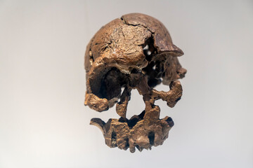 Skull remains of primitive humans in ancient times