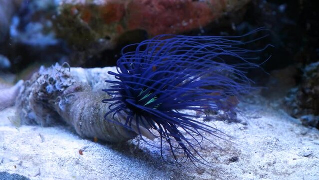 cylinder anemone enjoy fast flow and move big blue tentacles to hunt for plankton food, healthy popular pet live in actinic LED light, nano reef marine ecosystem in pet shop, shallow dof macro movie
