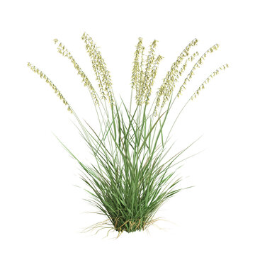 3d illustration of bouteloua curtipendula grass isolated on white background