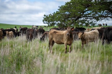 livestock in a meadow, sustainable carbon neutral farming being practiced. regenerative raised cows in a field. agricultural technology innovation. 