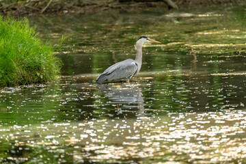 Graureiher, Ardea cinerea