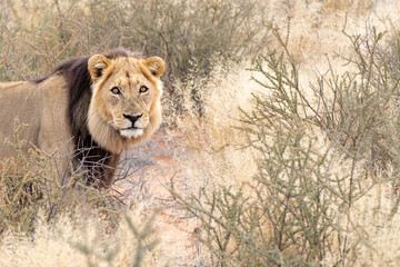 Big male Kalahari lion with black mane, Panthera leo vernayi, detailed portrait in Kalahari desert,...