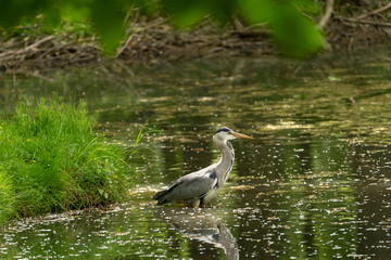 Graureiher, Ardea cinerea