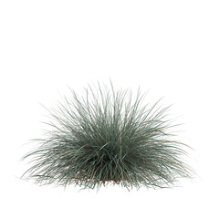 3d illustration of helictotrichon sempervirens grass isolated on white background