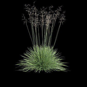 3d illustration of deschampsia cespitosa northern lights grass isolated on Black background