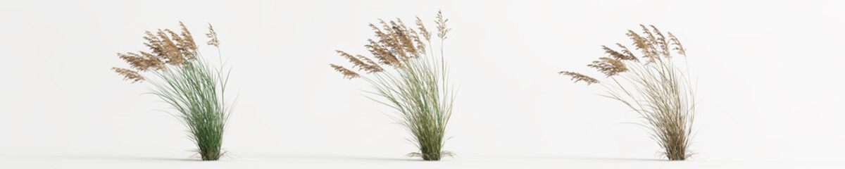 3d illustration of set calamagrostis canadensis grass isolated on white background