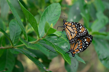 Danaus plexippus