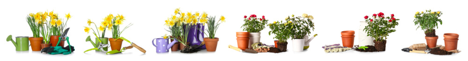 Set of gardening tools and blooming plants on white background