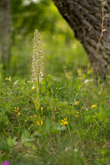 Bocks-Riemenzunge, Himantoglossum hircinum,  Bocksorchis