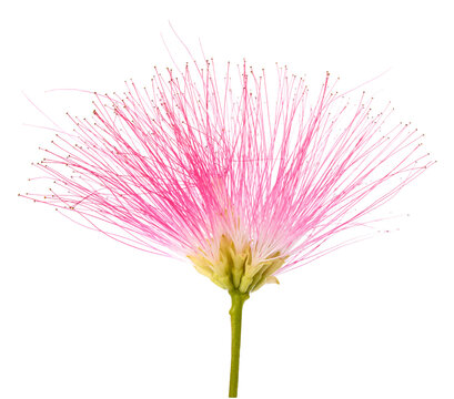 pink silk tree flower